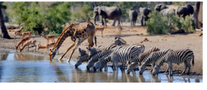 Best Vacation Destinations for Wildlife Viewing