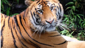 Indonesian Wildlife Safari Experiences