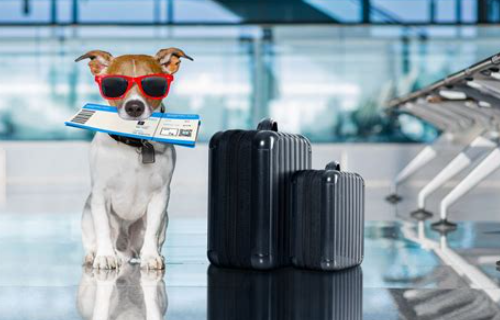 Vacation Tips for Traveling with Pets