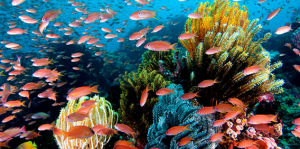 Wakatobi