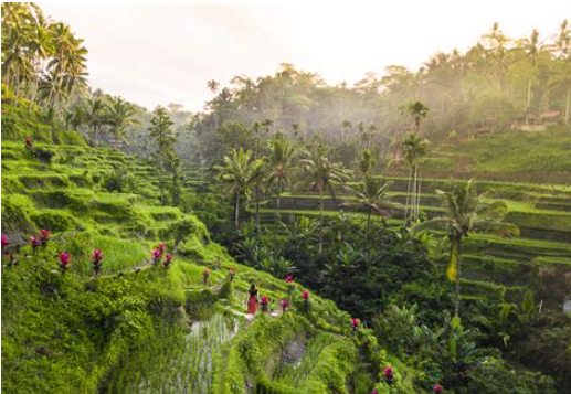 Where to See Rice Terraces in Tegalalang