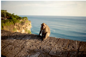 Monkey Forest in Bali Indonesia