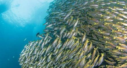 A Diver's Odyssey to the Best Spots