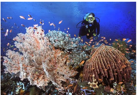 Indonesia's Underwater Tapestry